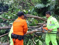 Respon Cepat Polres Salatiga Tangani Pohon Tumbang Di Sejumlah Titik, Kapolres Salatiga Pimpin Langsung Evakuasi