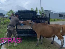 Sungguh Sangat Cukup Gawat, Dengan Modus Tangkap Ternak Lembu, Mantan Kasat Pol PP Dan Anggota Sat Pol Pp.