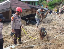 Polda Sumut, Kerahkan K9!, Apa Yang Di Temukan Di Reruntuhan Longsor Taput?.