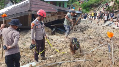 Polda Sumut, Kerahkan K9!, Apa Yang Di Temukan Di Reruntuhan Longsor Taput?.
