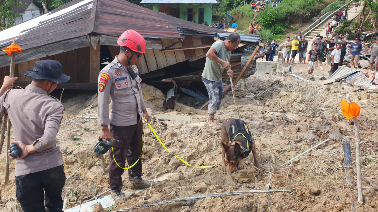 Polda Sumut, Kerahkan K9!, Apa Yang Di Temukan Di Reruntuhan Longsor Taput?.