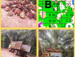 Warga Desa Lubuk Tapang desak Polisi Bertindak Tegas, PT HPI Diduga Nekat Panen di Lahan Bersengketa