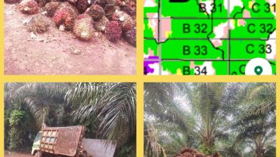 Warga Desa Lubuk Tapang desak Polisi Bertindak Tegas, PT HPI Diduga Nekat Panen di Lahan Bersengketa