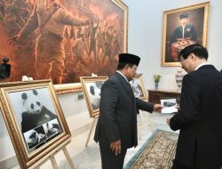 Satrio, Panda Pertama yang Lahir di Indonesia Setelah 10 Tahun Jadi Sorotan di Pertemuan Prabowo dan MPR China.