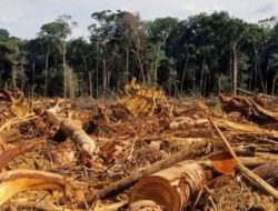 Deforestasi Turun? Aktivis TRAMP: ‘Jangan Tertipu, Hutan Primer Kita Masih Hancur !!.
