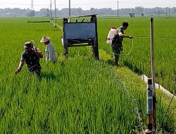 Babinsa, Optimalkan Penyemprotan, Untuk Tingkatkan Hasil Panen.