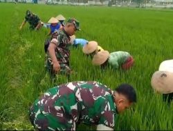 Babinsa, Bersama Warga Pembersihan Gulma dan Hama Keong, Di Lahan Pertanian.