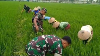 Babinsa, Bersama Warga Pembersihan Gulma dan Hama Keong, Di Lahan Pertanian.