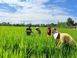 Babinsa Dan Petani Pantau Perkembangan Tanaman Padi Umur 30 Hari.