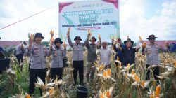 Panen Raya Jagung 5 Hektar di Simpang Keuramat, Polres Lhokseumawe Perkuat Swasembada Pangan Nasional
