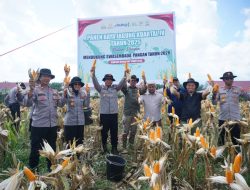 Panen Raya Jagung 5 Hektar di Simpang Keuramat, Polres Lhokseumawe Perkuat Swasembada Pangan Nasional