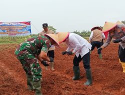 Kodim 0510/Tigaraksa Dukung Ketahanan Pangan, Tanam Jagung Serentak di Panongan